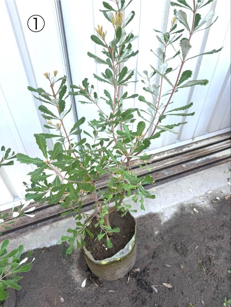 コーストバンクシア・オージープランツ・ ロックガーデン①