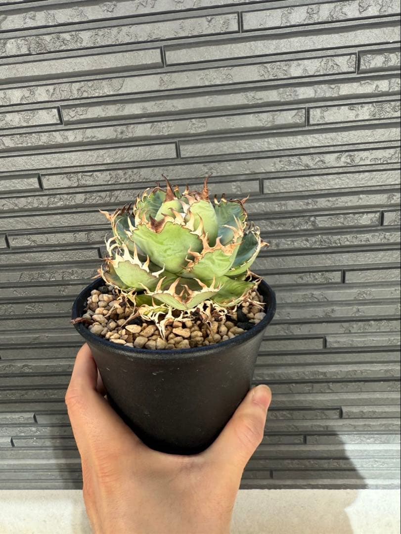 アガベ　チタノタ　フィリグリー　発根済み