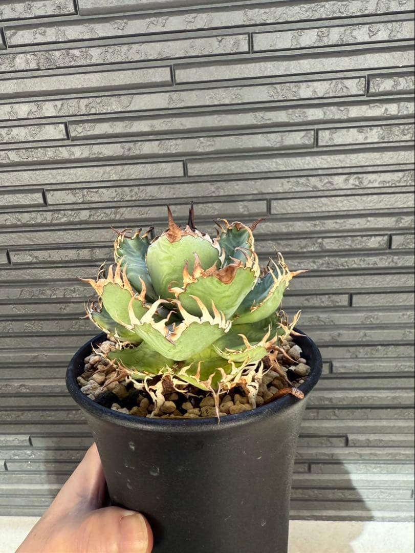 アガベ　チタノタ　フィリグリー　発根済み