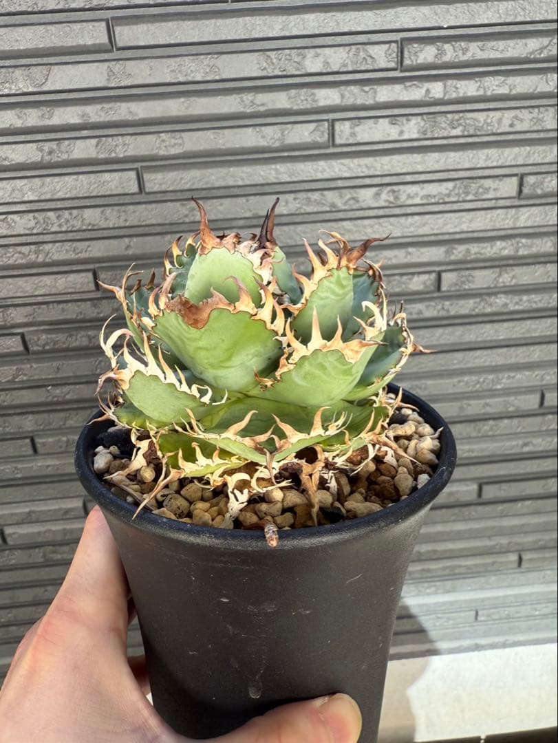 アガベ　チタノタ　フィリグリー　発根済み