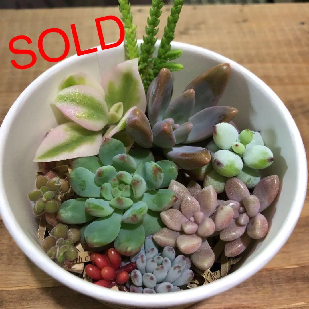 多肉植物　カット苗　気まぐれセット