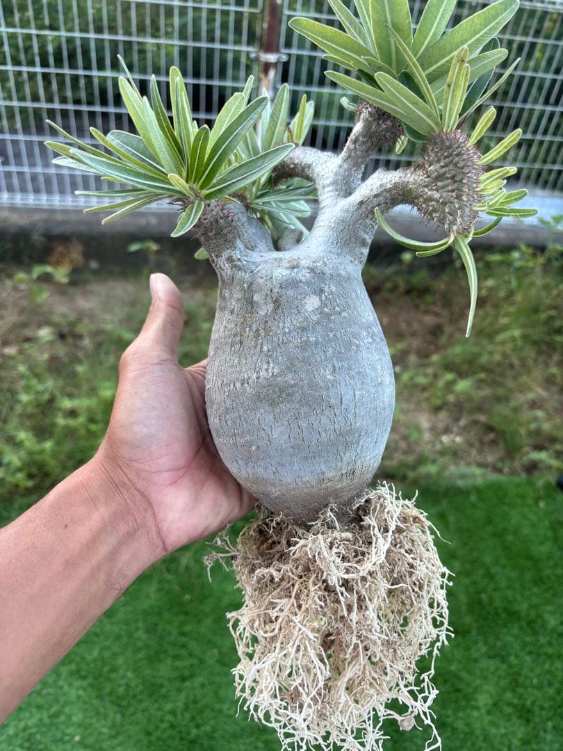 グラキリス　錣化