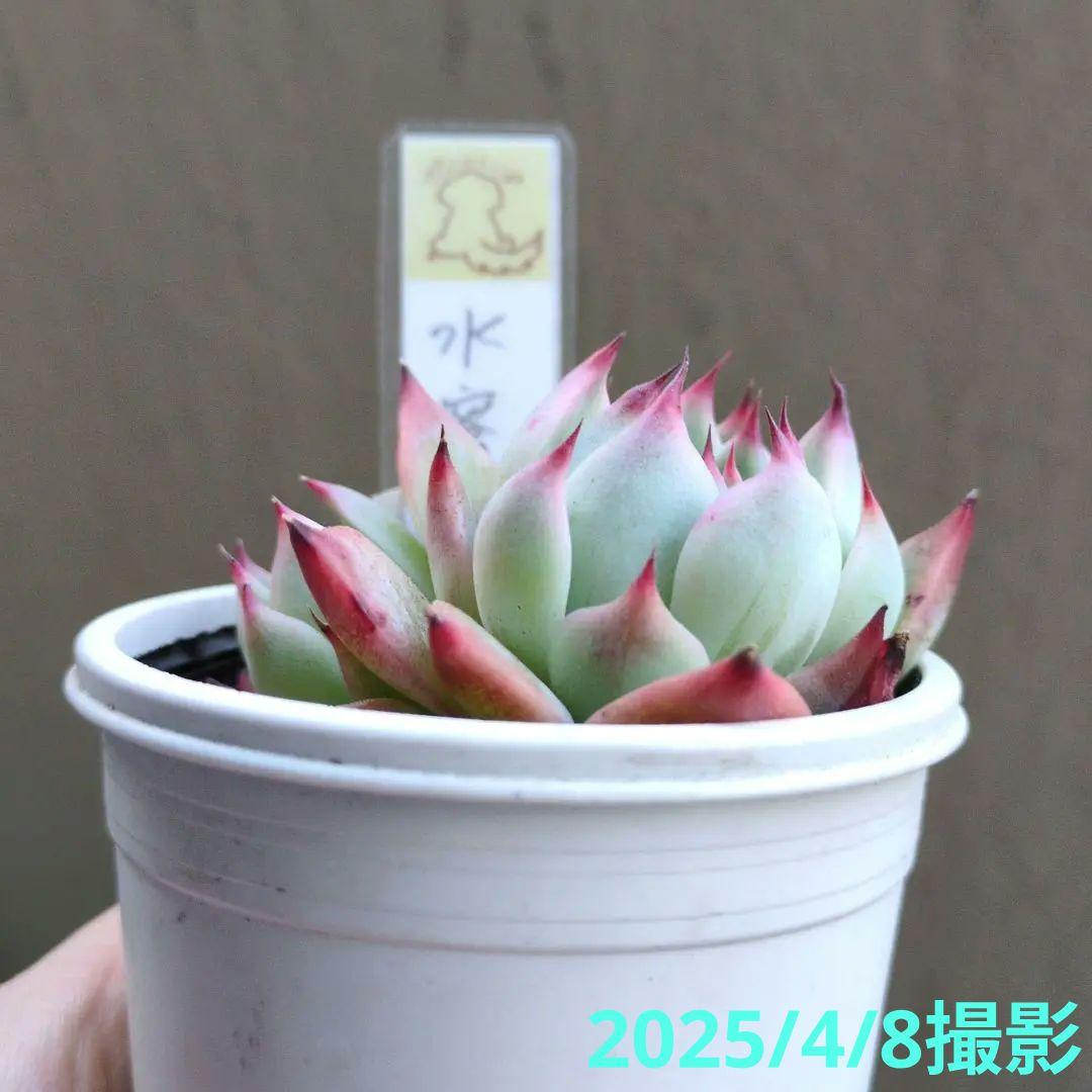 133. 多肉植物 水蜜桃 980円【抜き苗】