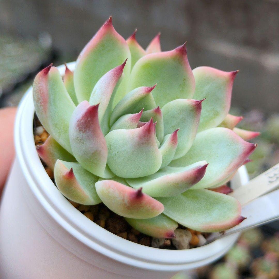 133. 多肉植物 水蜜桃 980円【抜き苗】