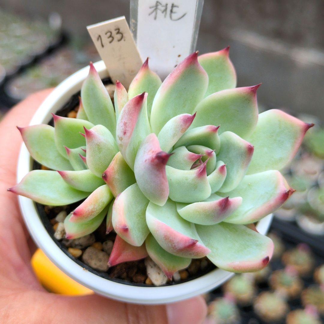 133. 多肉植物 水蜜桃 980円【抜き苗】