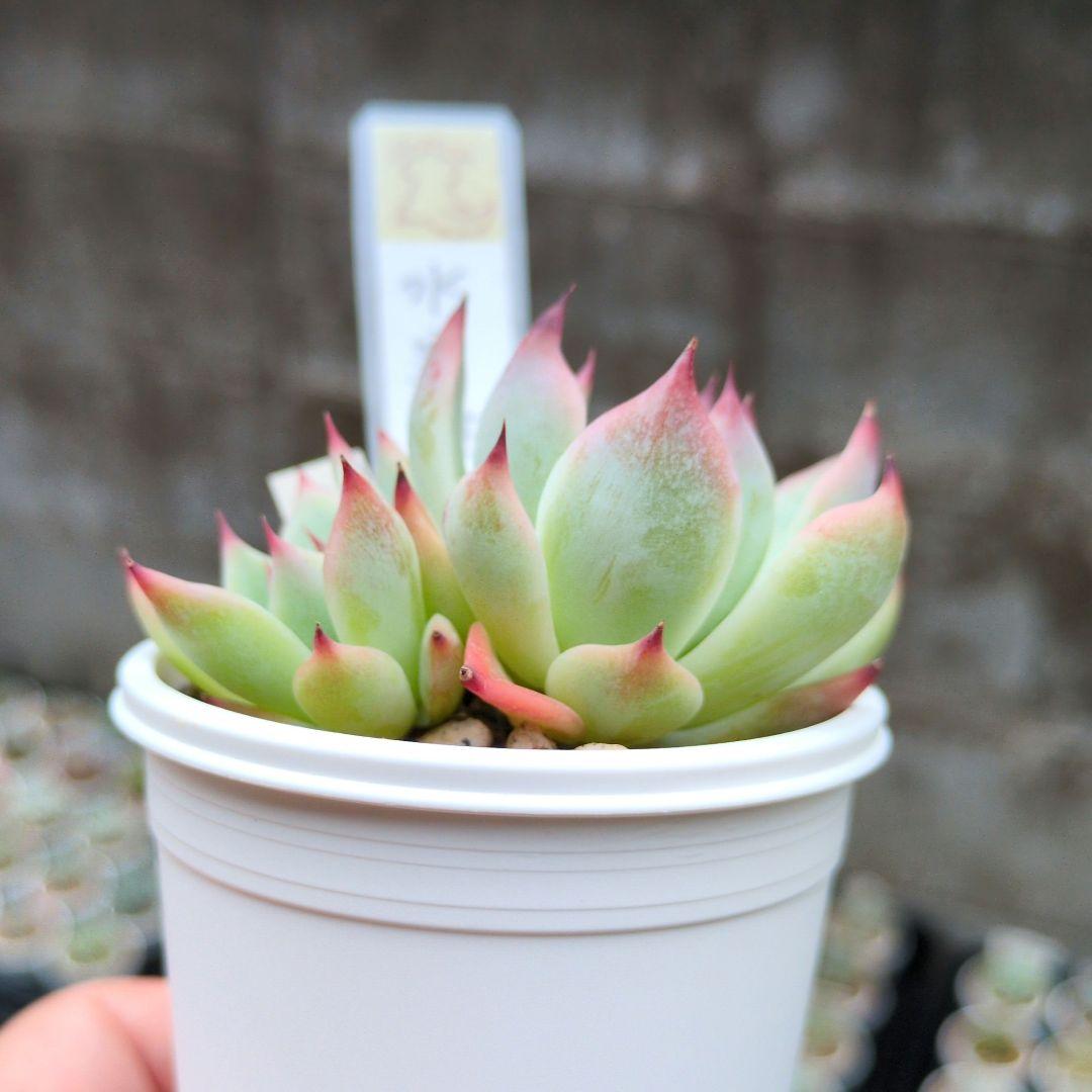 133. 多肉植物 水蜜桃 980円【抜き苗】