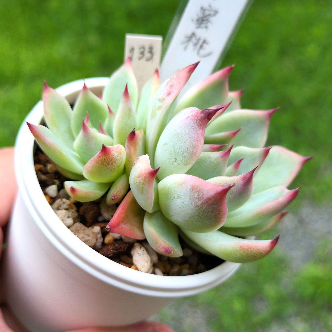 133. 多肉植物 水蜜桃 980円【抜き苗】