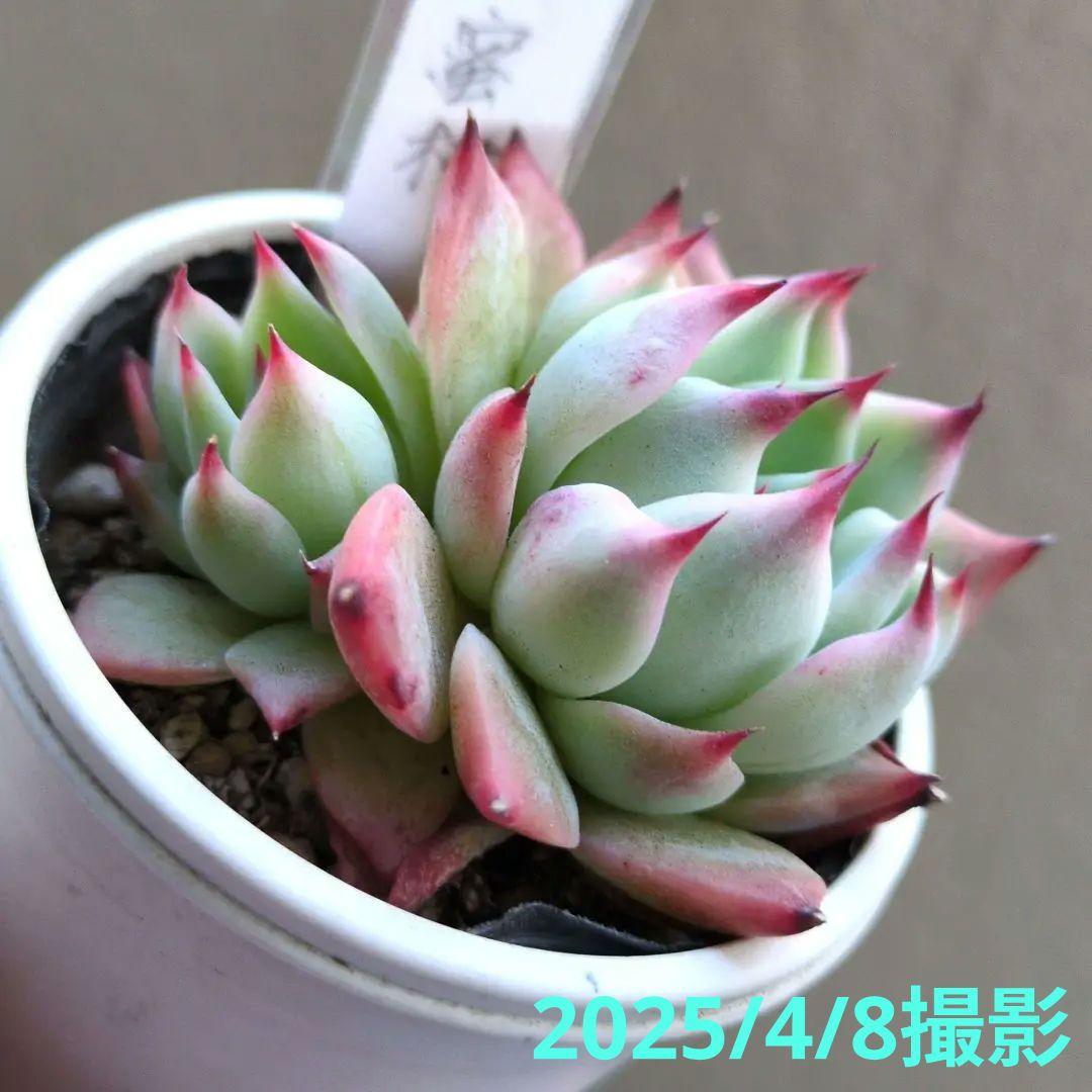 133. 多肉植物 水蜜桃 980円【抜き苗】