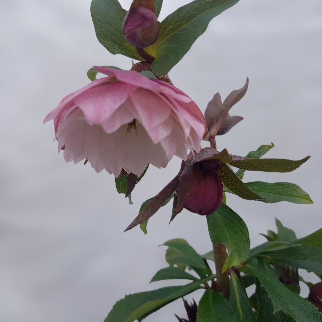 専用、優しいイチゴミルク系、クリスマスローズ、苗、開花株