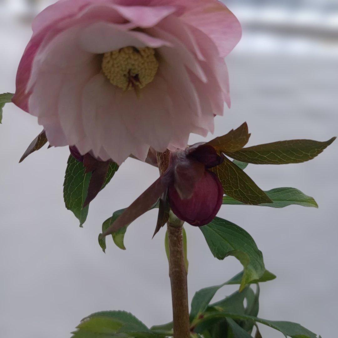 専用、優しいイチゴミルク系、クリスマスローズ、苗、開花株