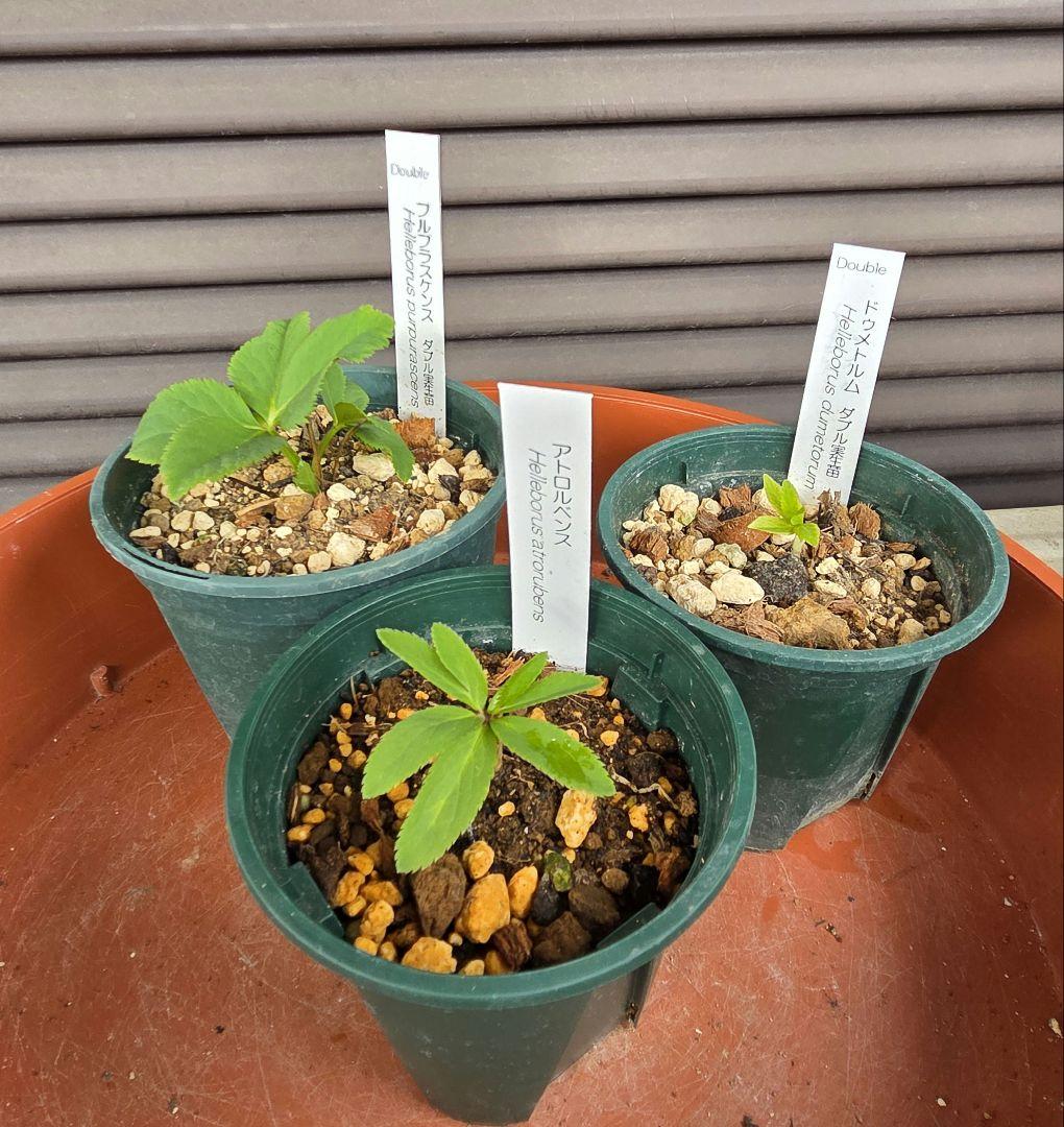 横山園芸　原種クリスマスローズ　3種