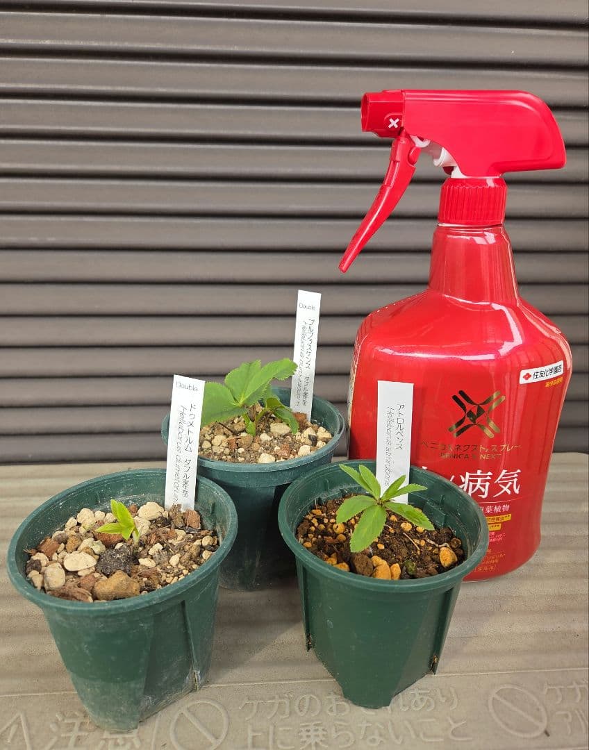 横山園芸　原種クリスマスローズ　3種