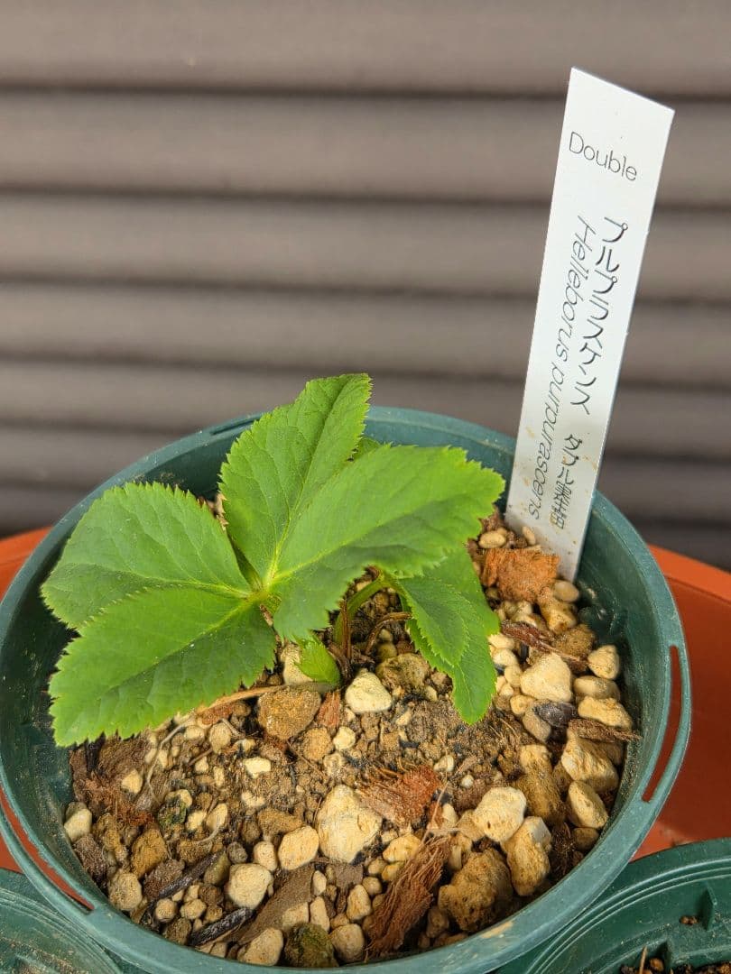 横山園芸　原種クリスマスローズ　3種