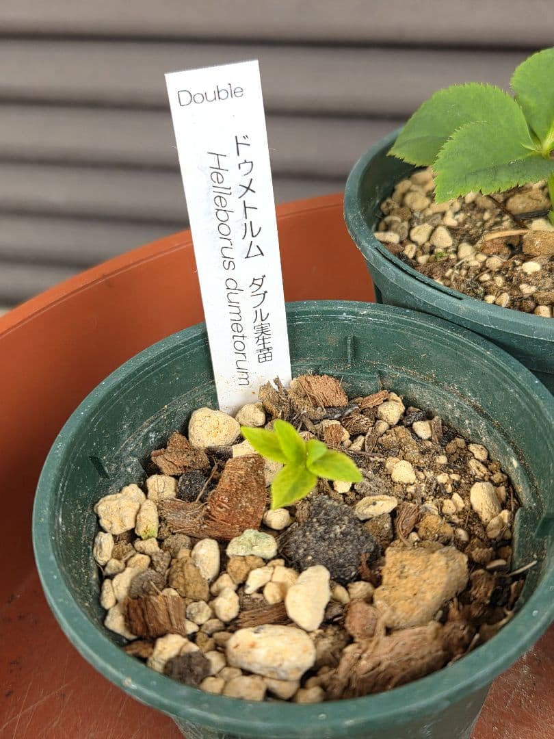 横山園芸　原種クリスマスローズ　3種