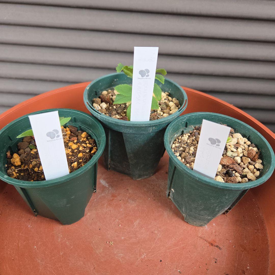 横山園芸　原種クリスマスローズ　3種