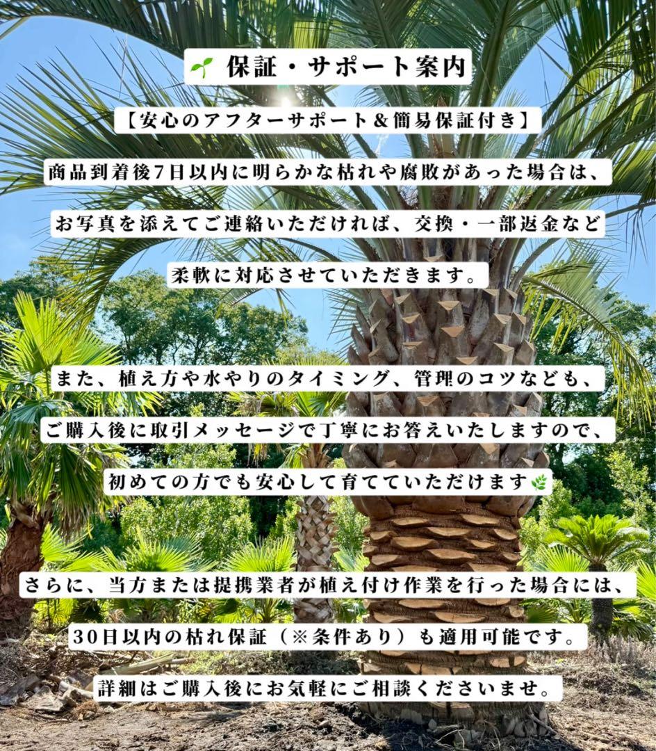 ココスヤシシルバーリーフ【極太】葉先270cm幹回り95cm 幹高50cm