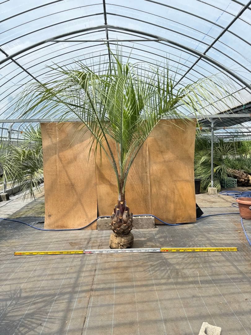ココスヤシシルバーリーフ【極太】葉先270cm幹回り95cm 幹高50cm