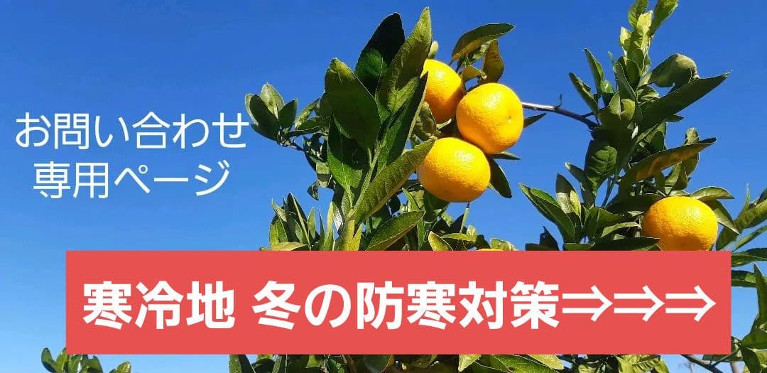 苗木専用 問い合わせページ 10月より再開...♪*゜冬の防寒対策参考画像あり