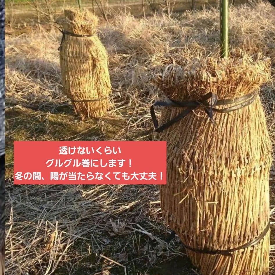 苗木専用 問い合わせページ 10月より再開...♪*゜冬の防寒対策参考画像あり