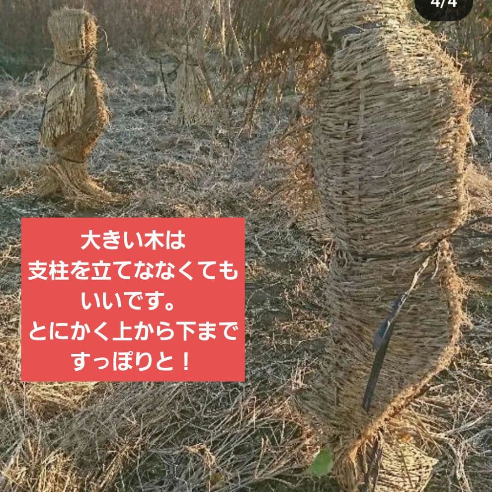 苗木専用 問い合わせページ 10月より再開...♪*゜冬の防寒対策参考画像あり