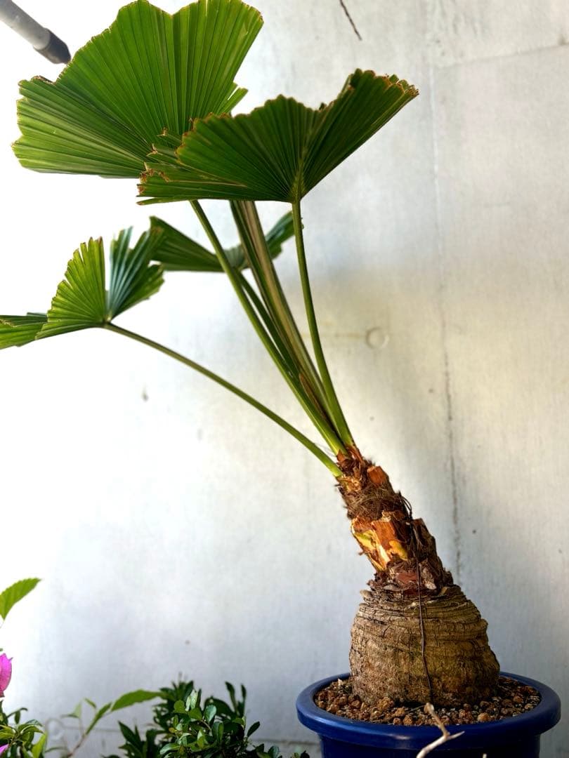玉クバ　希少　珍奇植物　塊根植物　レア　トックリビロウ　神木