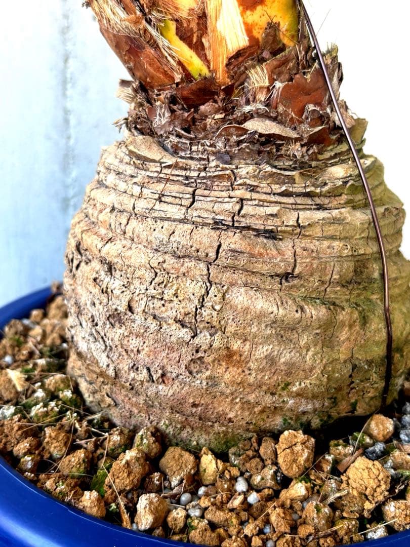 玉クバ　希少　珍奇植物　塊根植物　レア　トックリビロウ　神木