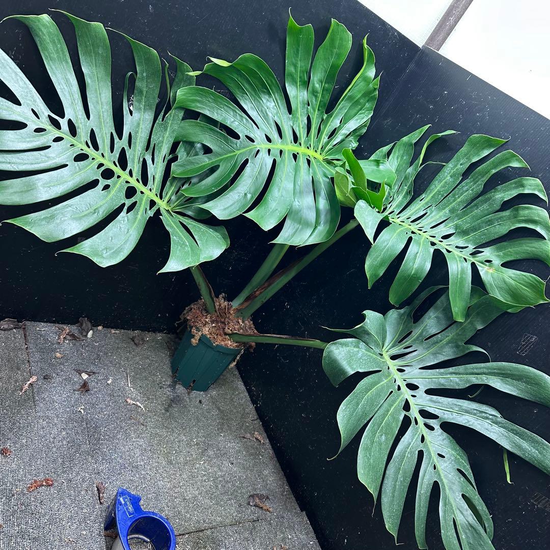 モンステラデリシオーサマクロコズム超希少系統鉢植え84㎝