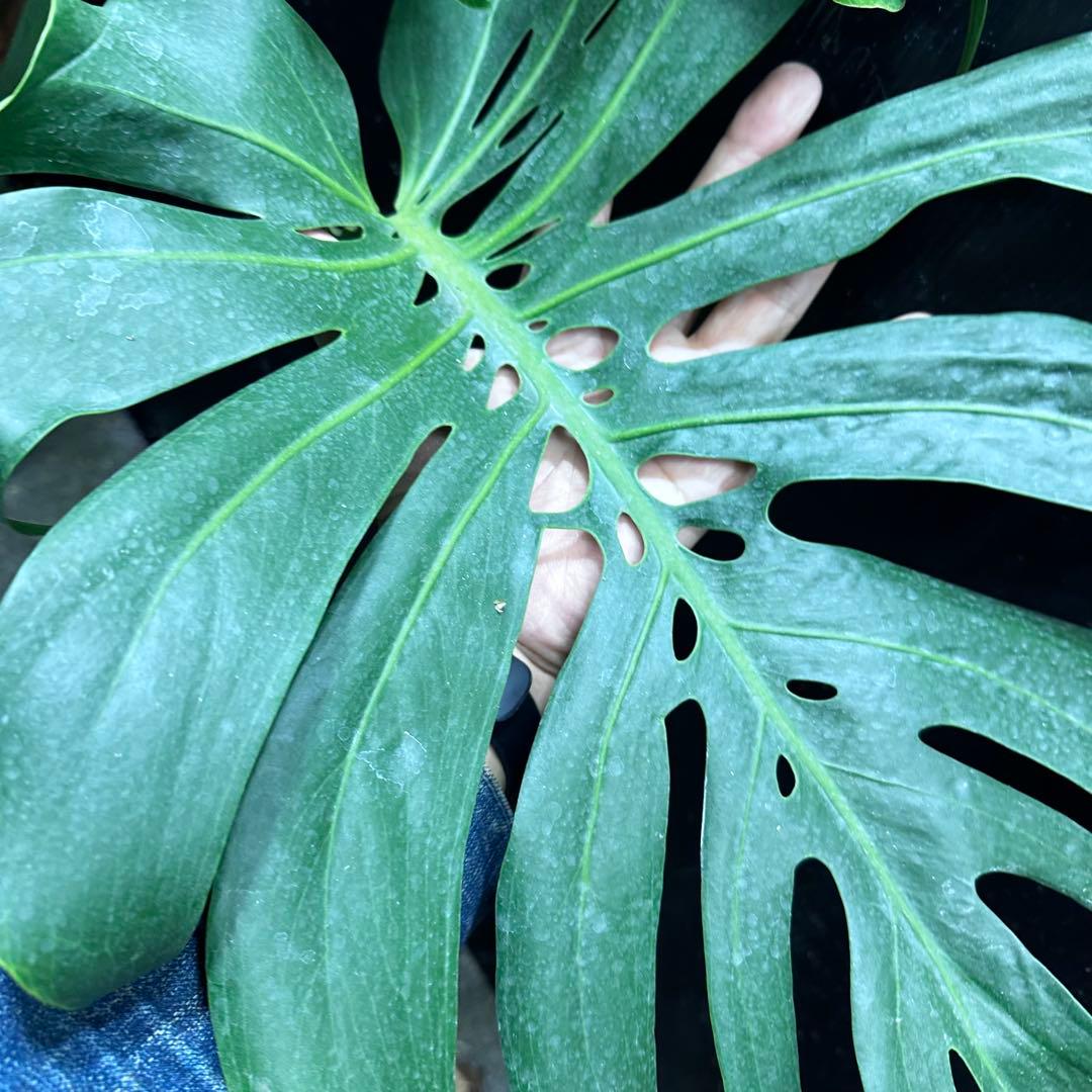 モンステラデリシオーサマクロコズム超希少系統鉢植え84㎝