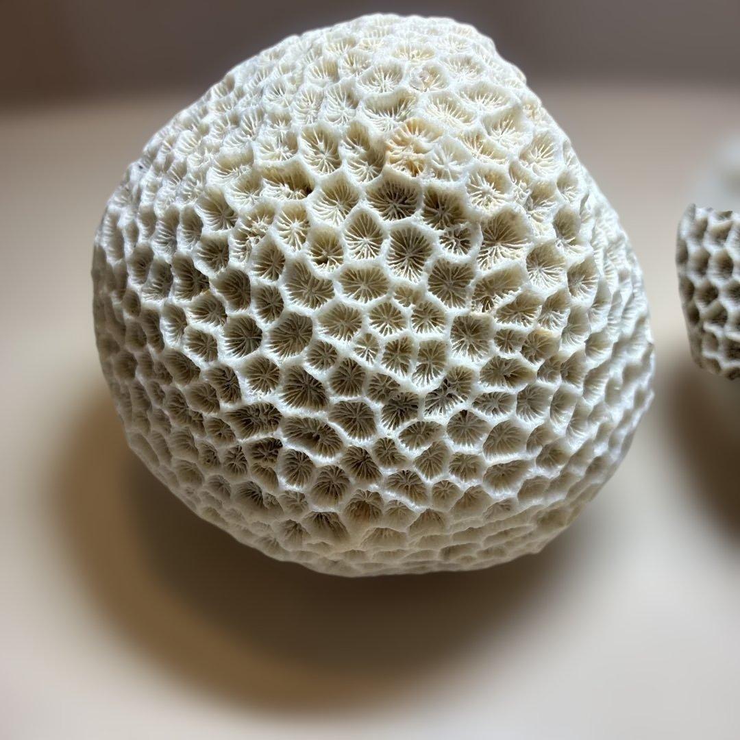 サンゴの化石 置物 ２個せット