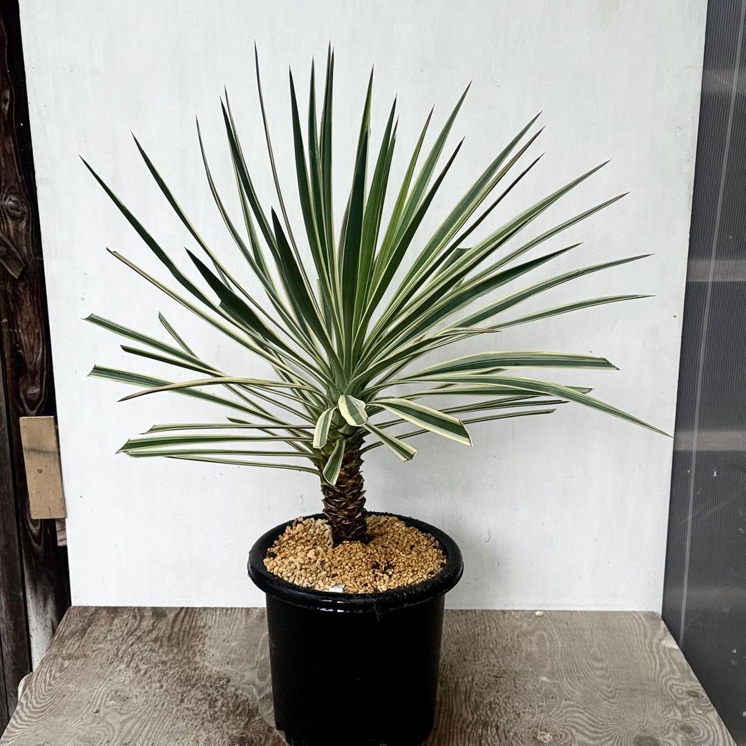 \"aloifolia \"ユッカアロイフォリア ⑪バリエガータ 斑入り 千寿蘭