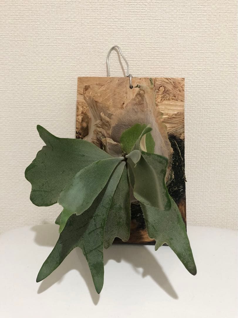 ★ Oceanbeaw★ビカクシダ5点