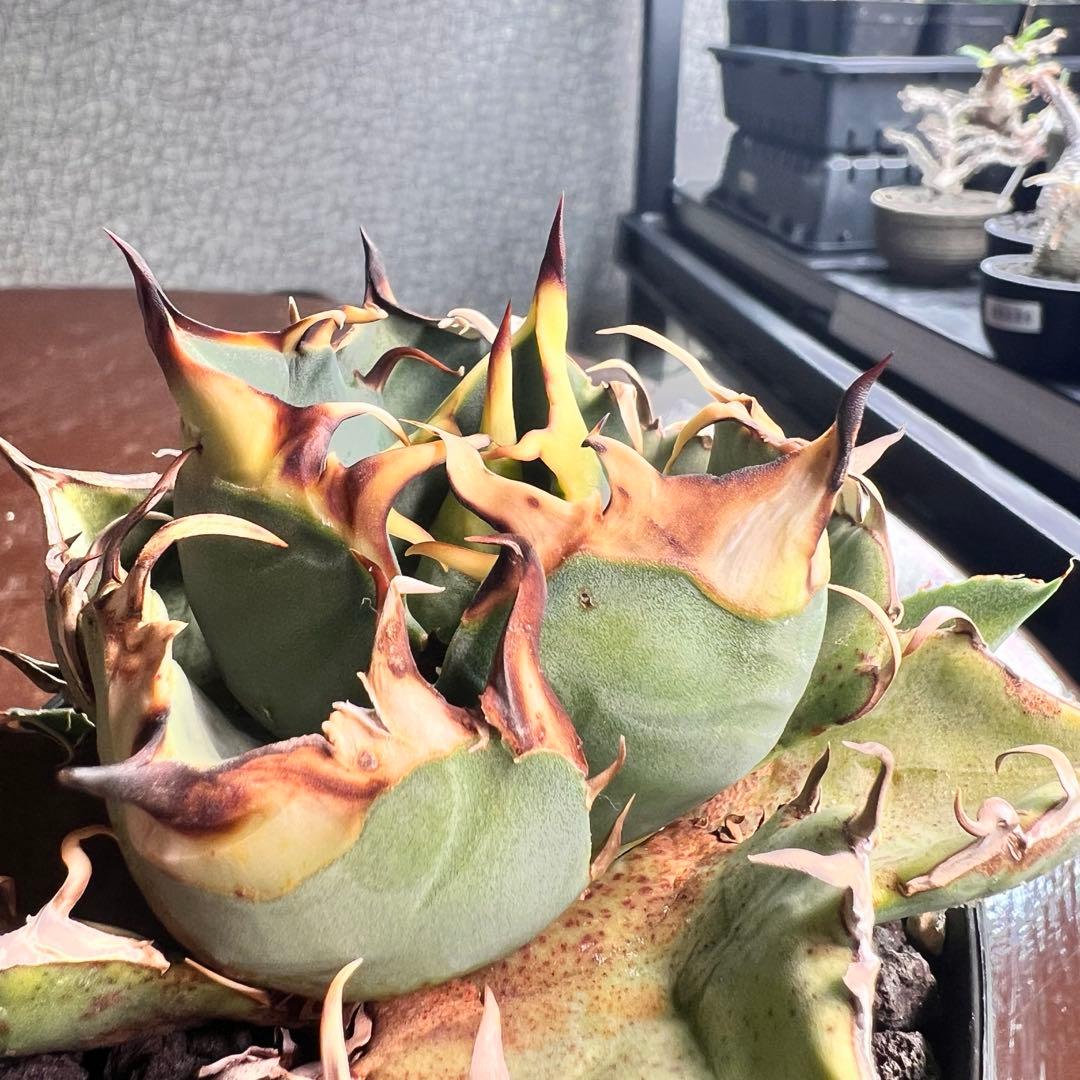 一株限定！初出し　アガベ　オテロイ　選抜実生　脇目子株