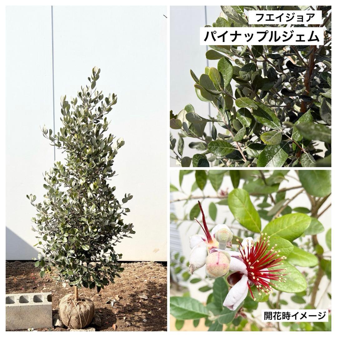 フェイジョア　パイナップルジェム　/83