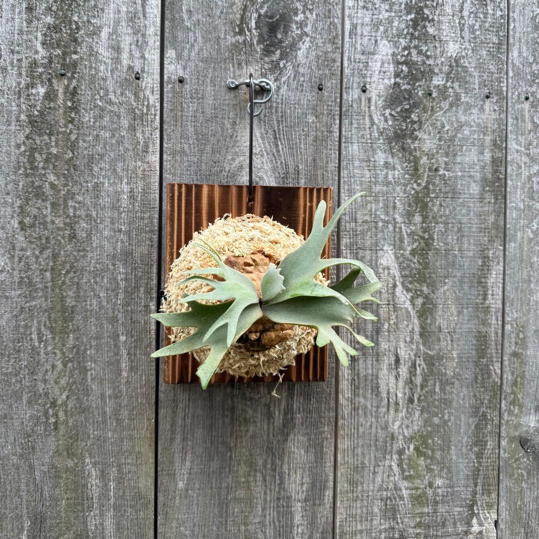 P.willinckii Nano sporeling ビカクシダ