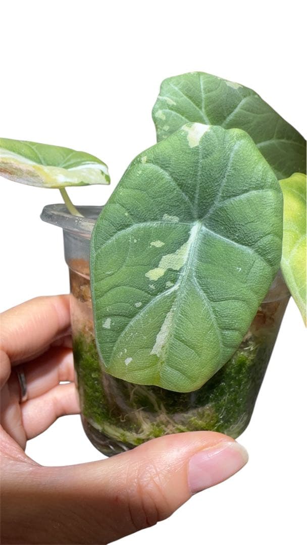 更新　アロカシア　マハラニアルボ　 2株入り 親株写真あり