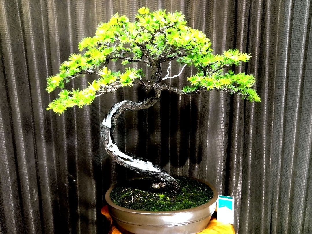 【大品　唐松盆栽】真柏　　　　　⭕樹齢 70年超山採り❗