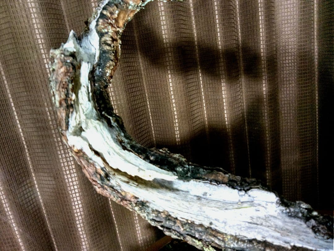 【大品　唐松盆栽】真柏　　　　　⭕樹齢 70年超山採り❗