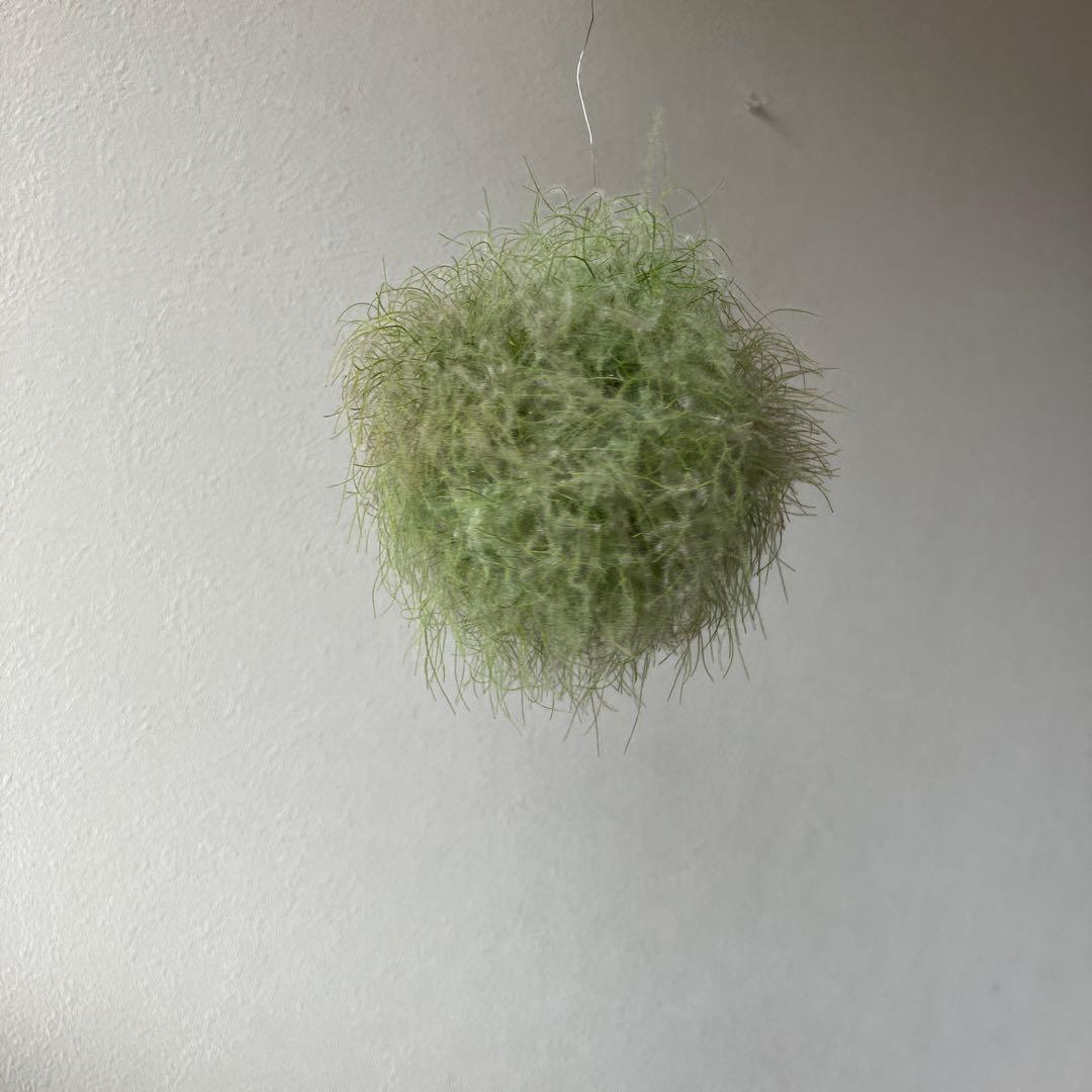 スモークツリー と紫陽花の3連ボールガーランド　千鳥草　フランネルフラワー