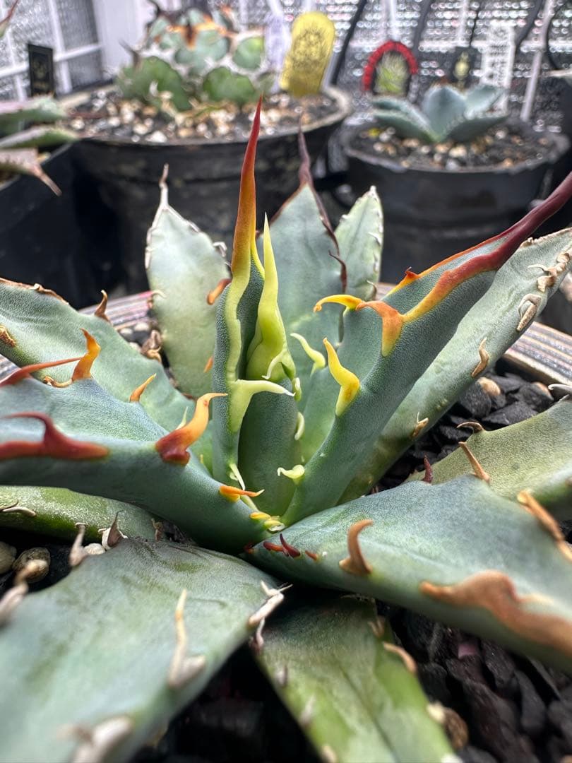 アガベ　ハイブリッド　選抜株