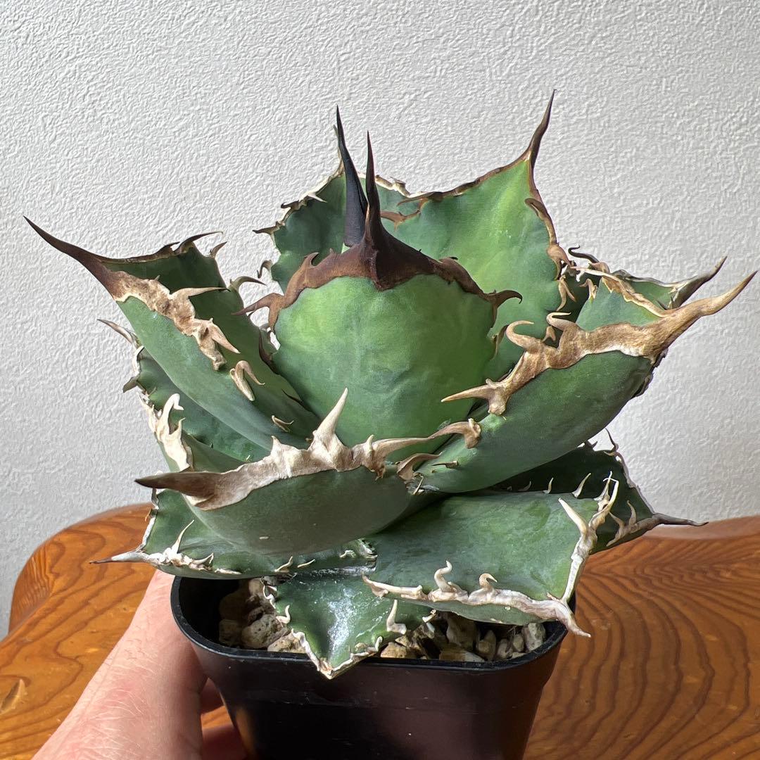 アガベ 海星 ③