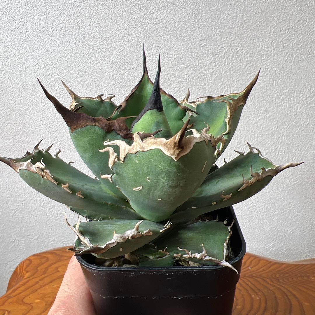 アガベ 海星 ③