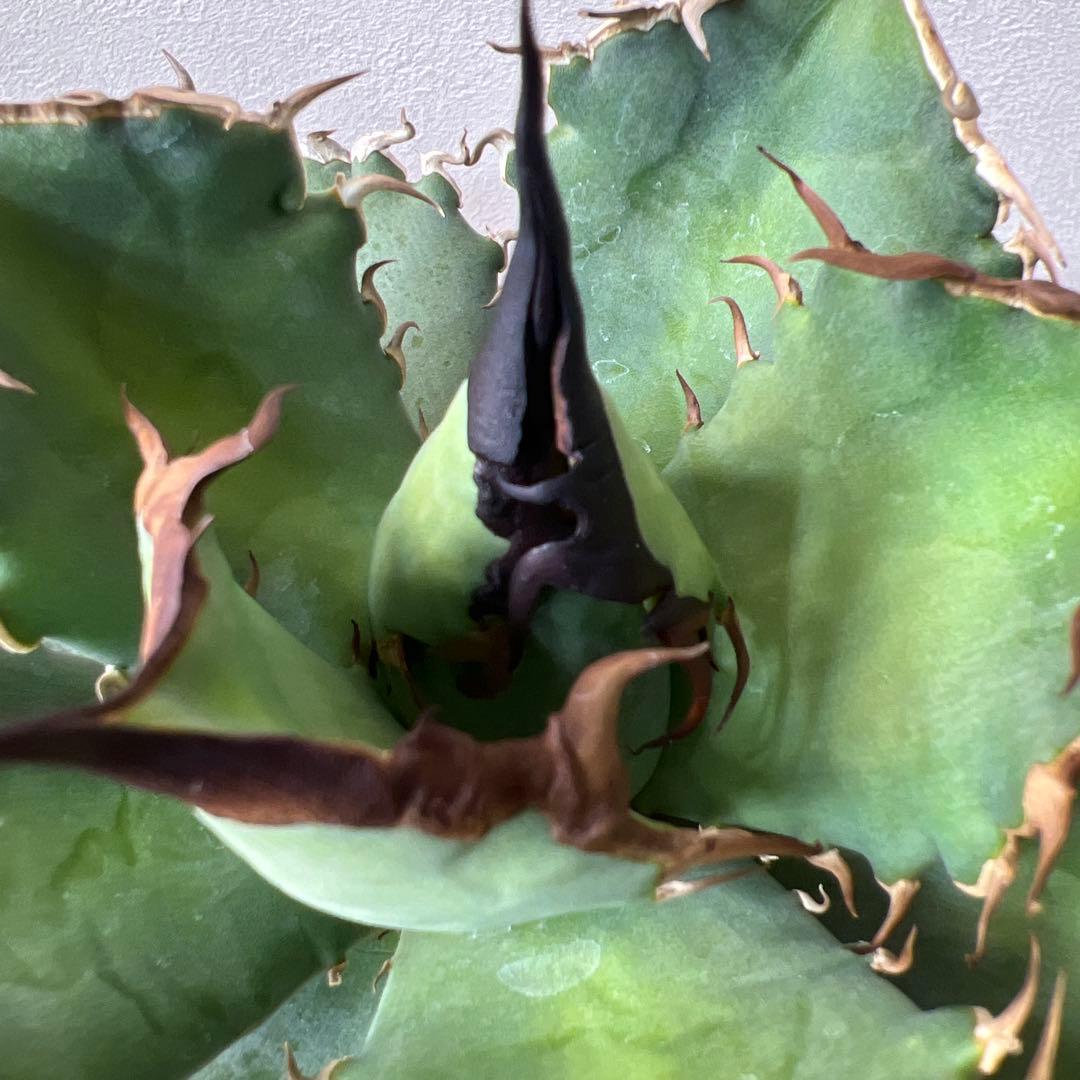 アガベ 海星 ③