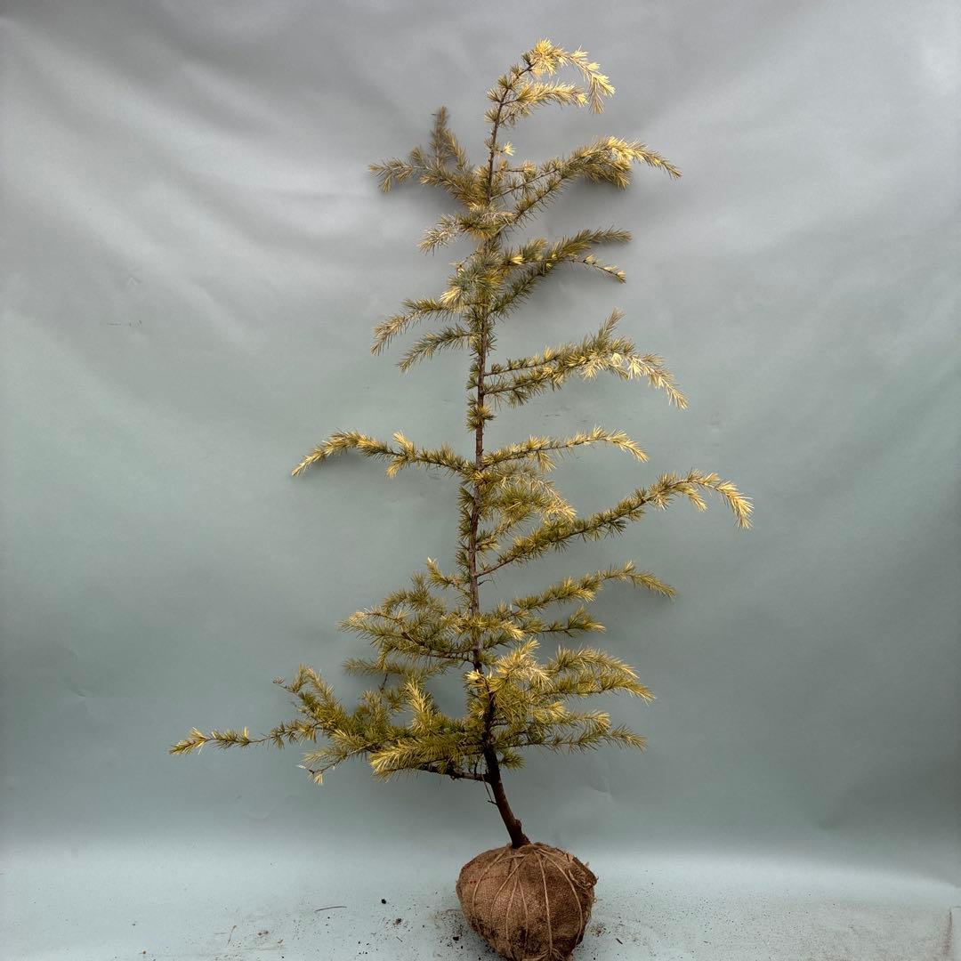 ヒマラヤスギ　ファーストスノー