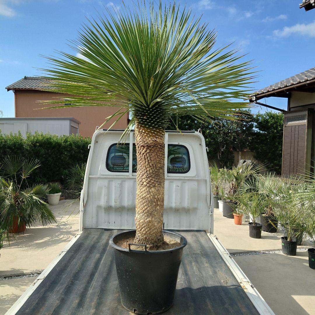 ユッカ ロストラータ 《Lサイズ・H=約1.6m・約45kg・14号》303