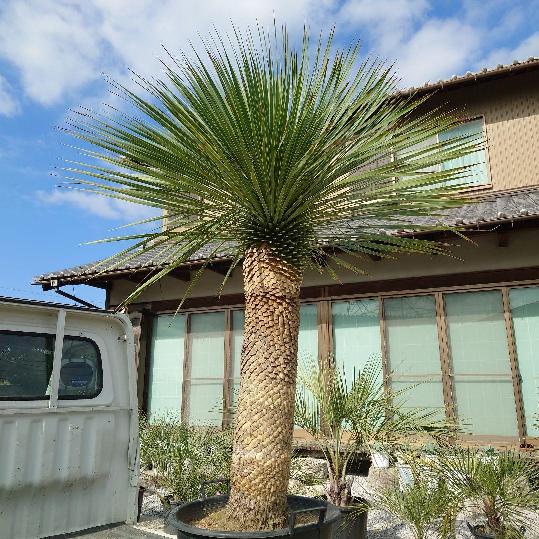 ユッカ ロストラータ 《Lサイズ・H=約1.6m・約45kg・14号》303