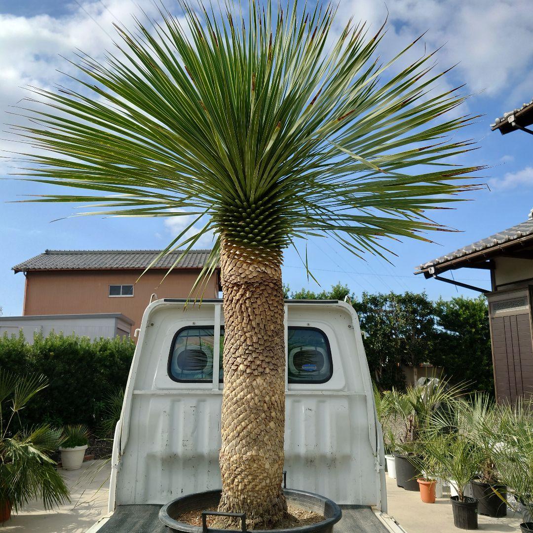 ユッカ ロストラータ 《Lサイズ・H=約1.6m・約45kg・14号》303