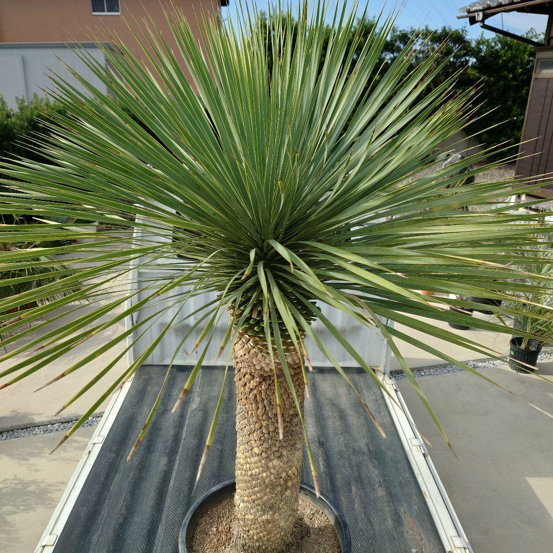 ユッカ ロストラータ 《Lサイズ・H=約1.6m・約45kg・14号》303