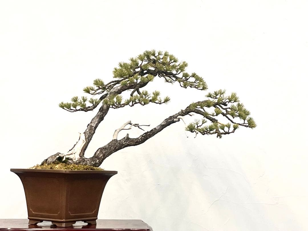 三河盆栽　五葉松　盆栽