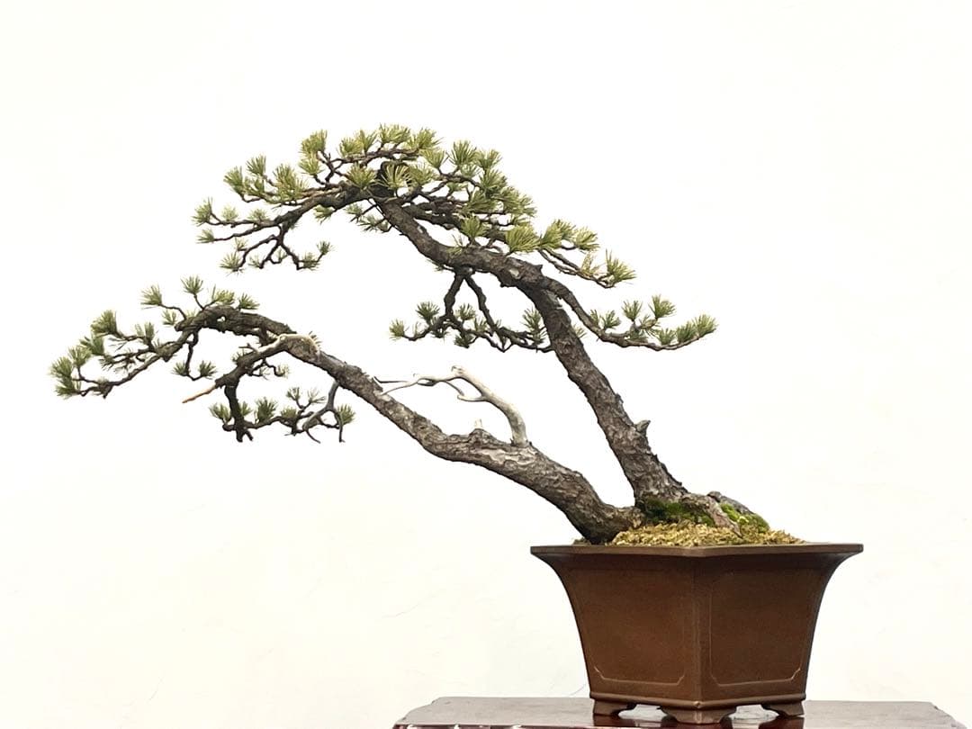 三河盆栽　五葉松　盆栽