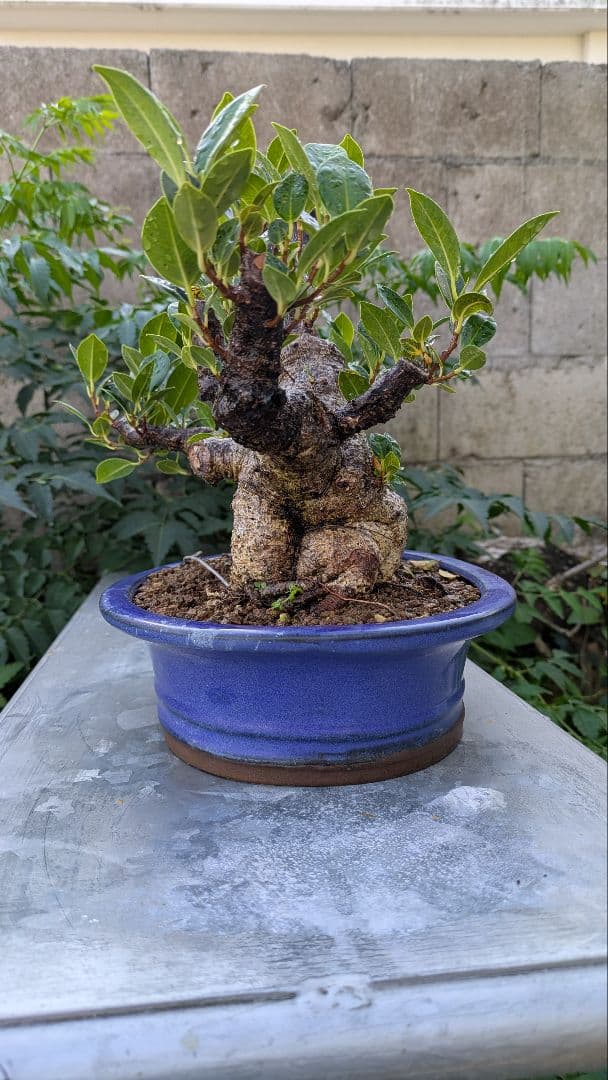 琉球盆栽　ガジュマル